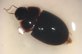 Attēlu rezultāti vaicājumam “Enochrus affinis”