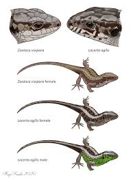 Attēlu rezultāti vaicājumam “Lacerta vivipara female”