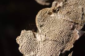 Attēlu rezultāti vaicājumam “Datronia mollis”