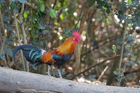 Attēlu rezultāti vaicājumam “Gallus male”