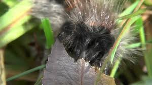 Attēlu rezultāti vaicājumam “Macrothylacia rubi larva”