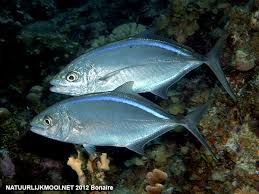 Image result for Caranx ruber