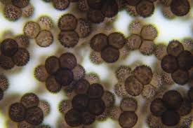 Attēlu rezultāti vaicājumam “Badhamia nitens spores”