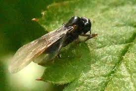 Attēlu rezultāti vaicājumam “Liposthenes glechomae”