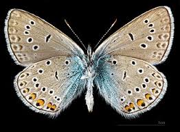 Attēlu rezultāti vaicājumam “Agrodiaetus amandus female”