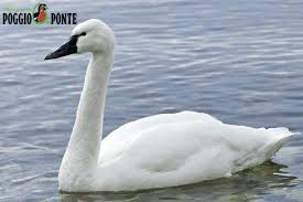 Attēlu rezultāti vaicājumam “Cygnus columbianus adult”