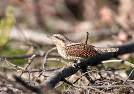 Image result for Jynx torquilla