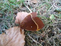 Attēlu rezultāti vaicājumam “Lasiocampa quercus”