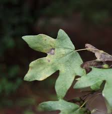 Attēlu rezultāti vaicājumam “Acer saccharinum fruit”