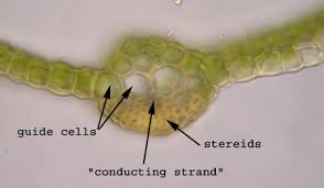 Attēlu rezultāti vaicājumam “Tortula muralis sporophyte”