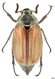 Attēlu rezultāti vaicājumam “Melolontha hippocastani”