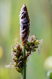 Attēlu rezultāti vaicājumam “Carex caryophyllea flower”