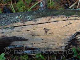 Attēlu rezultāti vaicājumam “Phlebia serialis”