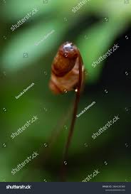 Attēlu rezultāti vaicājumam “Pogonatum urnigerum macro”