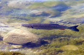 Image result for Squalius cephalus cavedanus