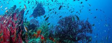Image result for Ruislip Snorkelling Club