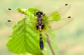 Attēlu rezultāti vaicājumam “Leucorrhinia caudalis”