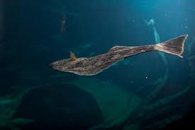 Image result for Hippoglossus hippoglossus