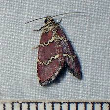 Attēlu rezultāti vaicājumam “Deltote bankiana”