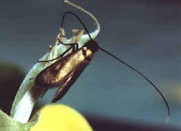 Attēlu rezultāti vaicājumam “Cauchas rufimitrella”