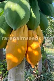 Image result for Carica papaya