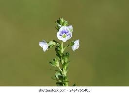 Attēlu rezultāti vaicājumam “Veronica serpyllifolia bud”