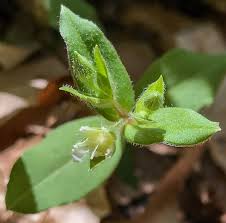 Attēlu rezultāti vaicājumam “Stellaria crassifolia leaf”