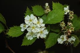 Attēlu rezultāti vaicājumam “Crataegus macracantha flower”