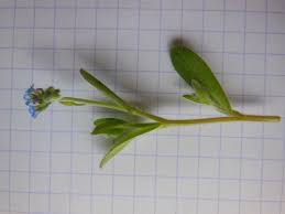 Attēlu rezultāti vaicājumam “Myosotis micrantha”