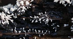 Attēlu rezultāti vaicājumam “Cribraria argillacea stalked”