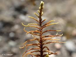 Attēlu rezultāti vaicājumam “Abietinella abietina”