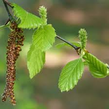Attēlu rezultāti vaicājumam “Betula humilis male flower”