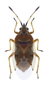 Attēlu rezultāti vaicājumam “Kleidocerys resedae”