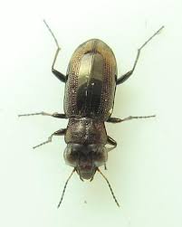 Attēlu rezultāti vaicājumam “Notiophilus biguttatus”