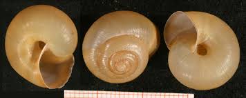 Attēlu rezultāti vaicājumam “Fruticola fruticum”