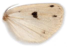 Attēlu rezultāti vaicājumam “Spilosoma lubricipeda”