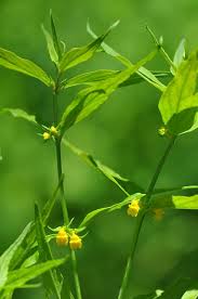 Attēlu rezultāti vaicājumam “Melampyrum sylvaticum”