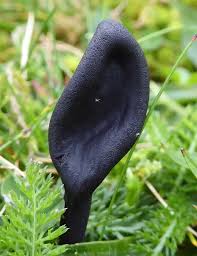 Attēlu rezultāti vaicājumam “Geoglossum sp.”