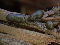 Attēlu rezultāti vaicājumam “Licea minima”