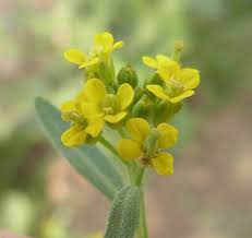 Attēlu rezultāti vaicājumam “Erysimum cheiranthoides fruit”