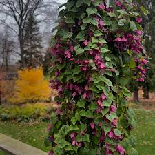 Image result for Rhodochiton atrosanguineum