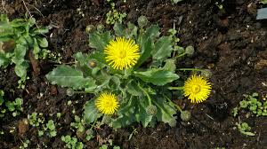 Attēlu rezultāti vaicājumam “Hypochaeris maculata”