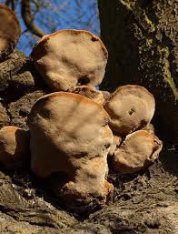 Attēlu rezultāti vaicājumam “Phellinus pomaceus”