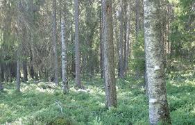 Attēlu rezultāti vaicājumam “Melandrya dubia”