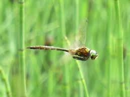 Attēlu rezultāti vaicājumam “Somatochlora flavomaculata”