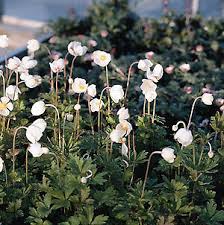 Attēlu rezultāti vaicājumam “Anemone sylvestris”