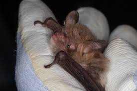 Attēlu rezultāti vaicājumam “Myotis nattereri”