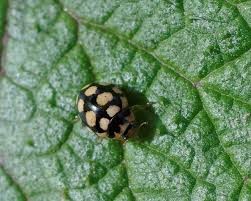 Attēlu rezultāti vaicājumam “Coccinula quatuordecimpustulata”