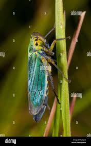 Attēlu rezultāti vaicājumam “Cicadella viridis”