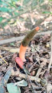 Attēlu rezultāti vaicājumam “Mutinus ravenelii”